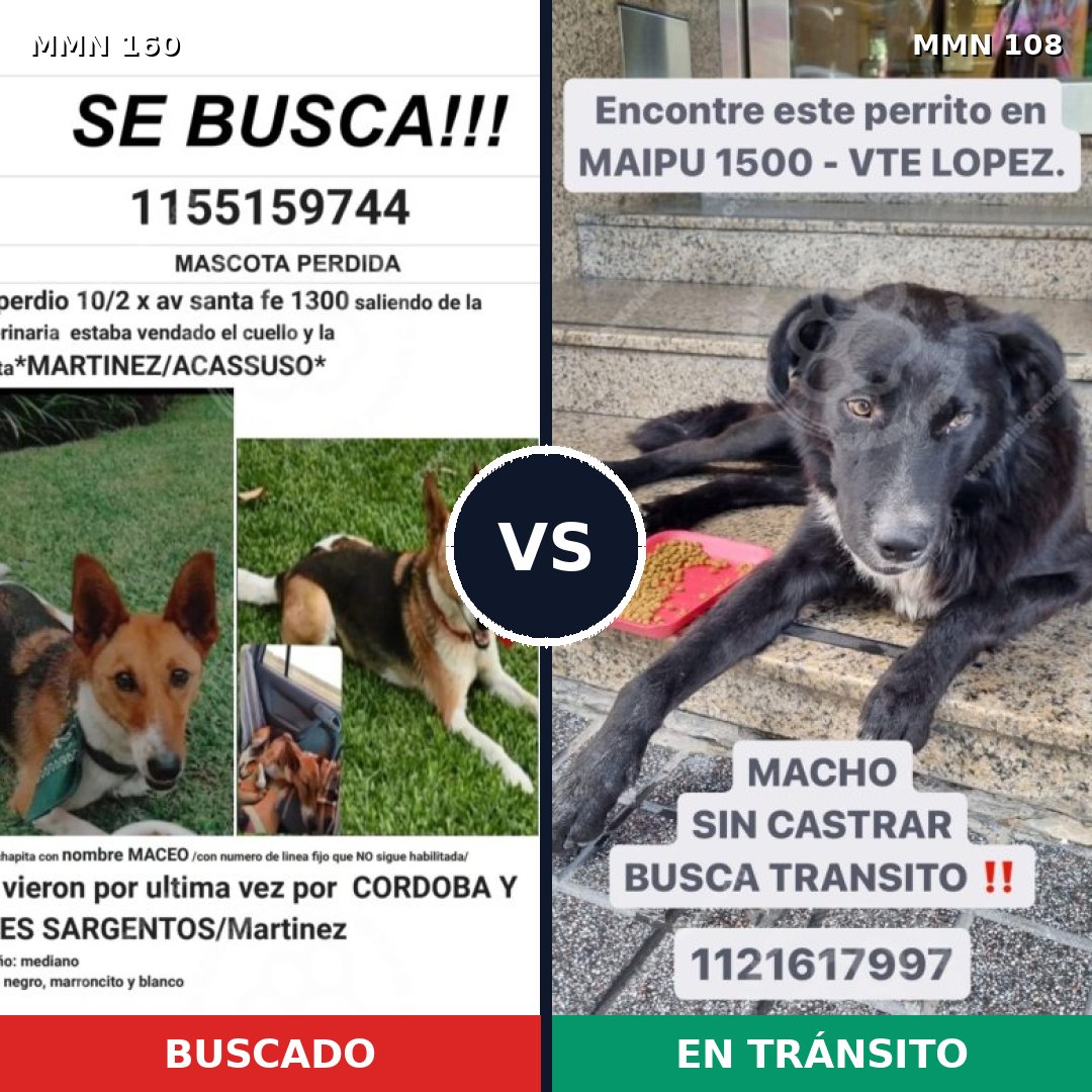 Comparativa MMS 3810: mascota perdida y mascota encontrada, 57% de similitud