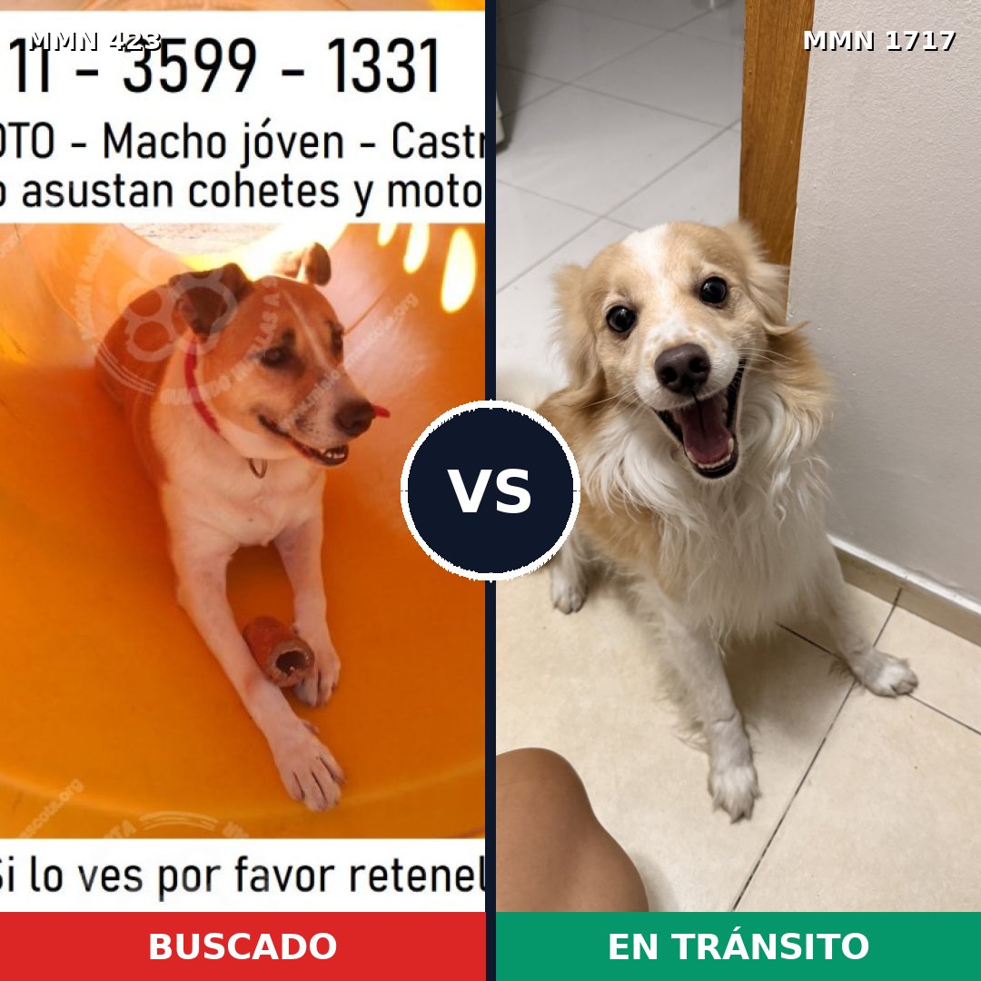 Comparativa MMS 38100: mascota perdida y mascota encontrada, 62% de similitud