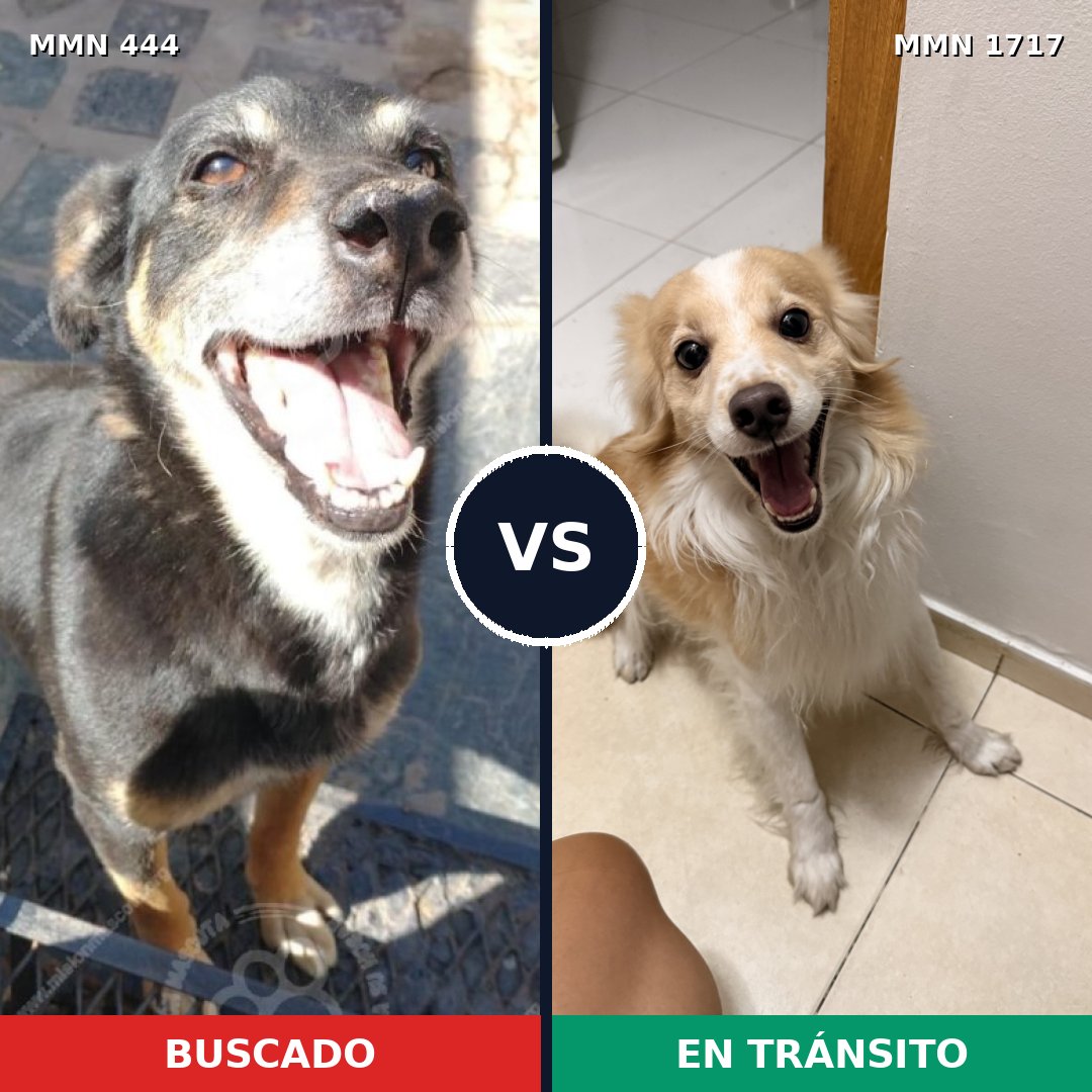 Comparativa MMS 38102: mascota perdida y mascota encontrada, 49% de similitud