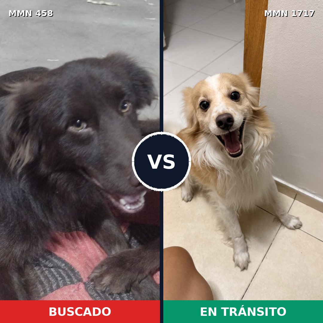 Comparativa MMS 38103: mascota perdida y mascota encontrada, 55% de similitud