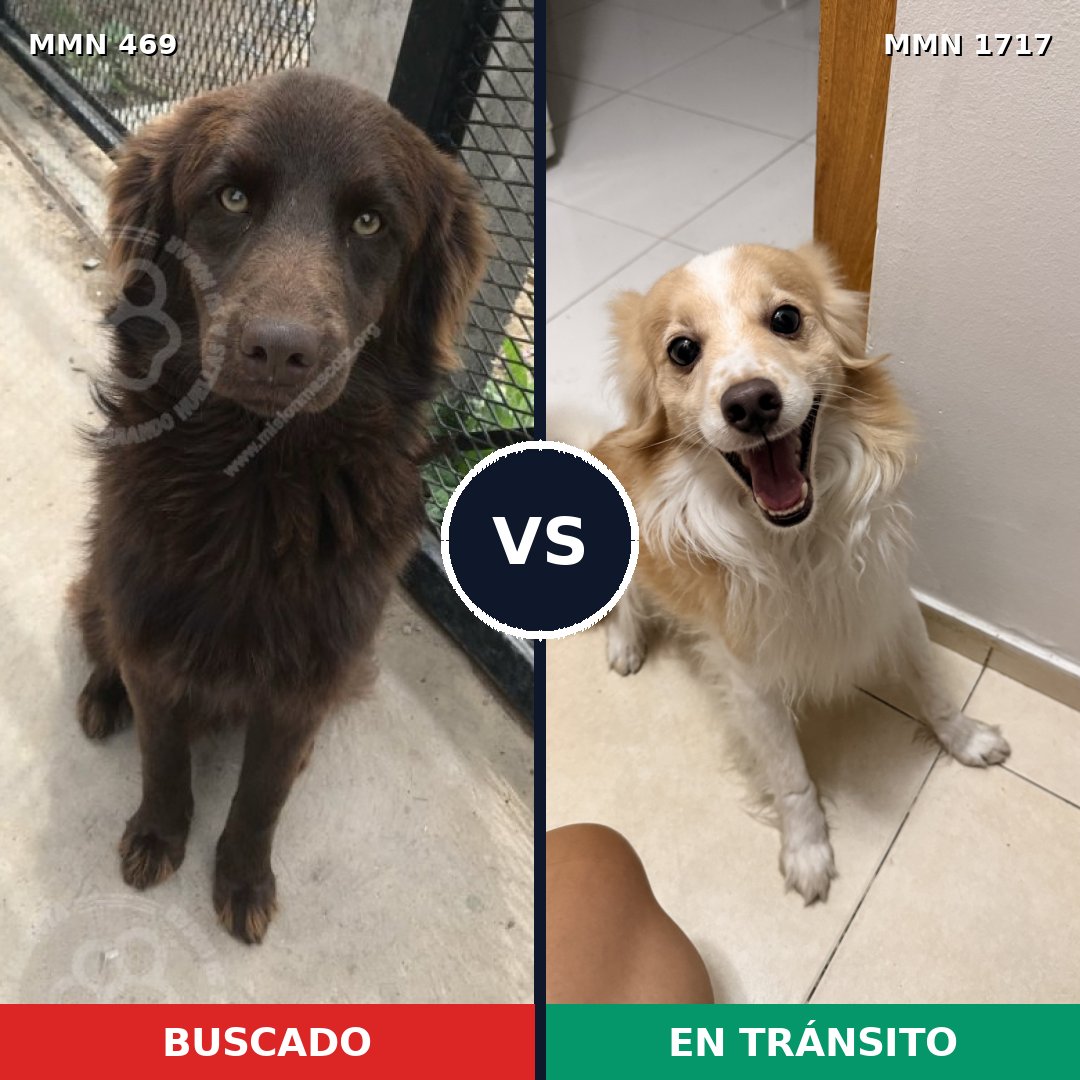 Comparativa MMS 38104: mascota perdida y mascota encontrada, 55% de similitud