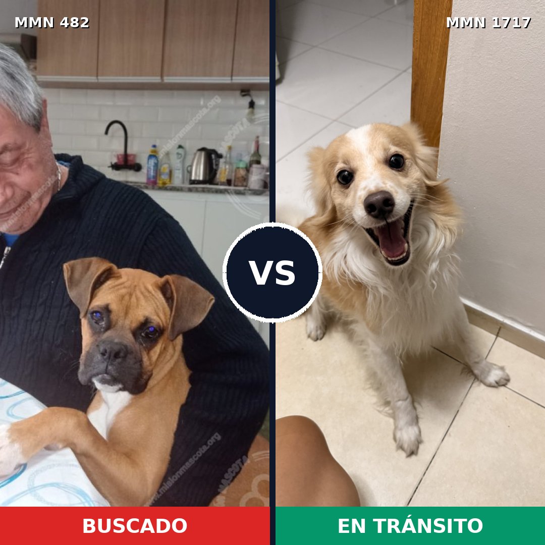 Comparativa MMS 38106: mascota perdida y mascota encontrada, 27% de similitud