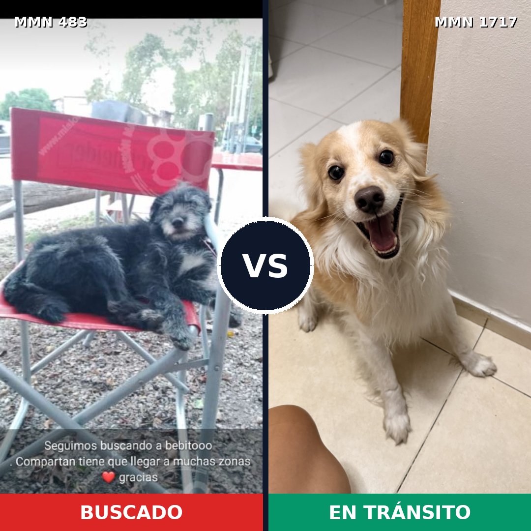 Comparativa MMS 38107: mascota perdida y mascota encontrada, 58% de similitud