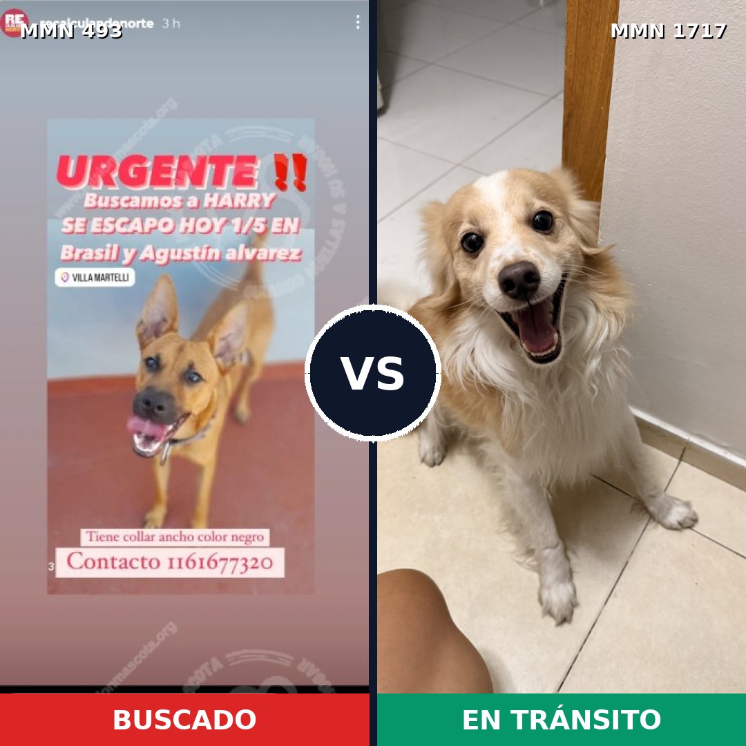 Comparativa MMS 38108: mascota perdida y mascota encontrada, 60% de similitud
