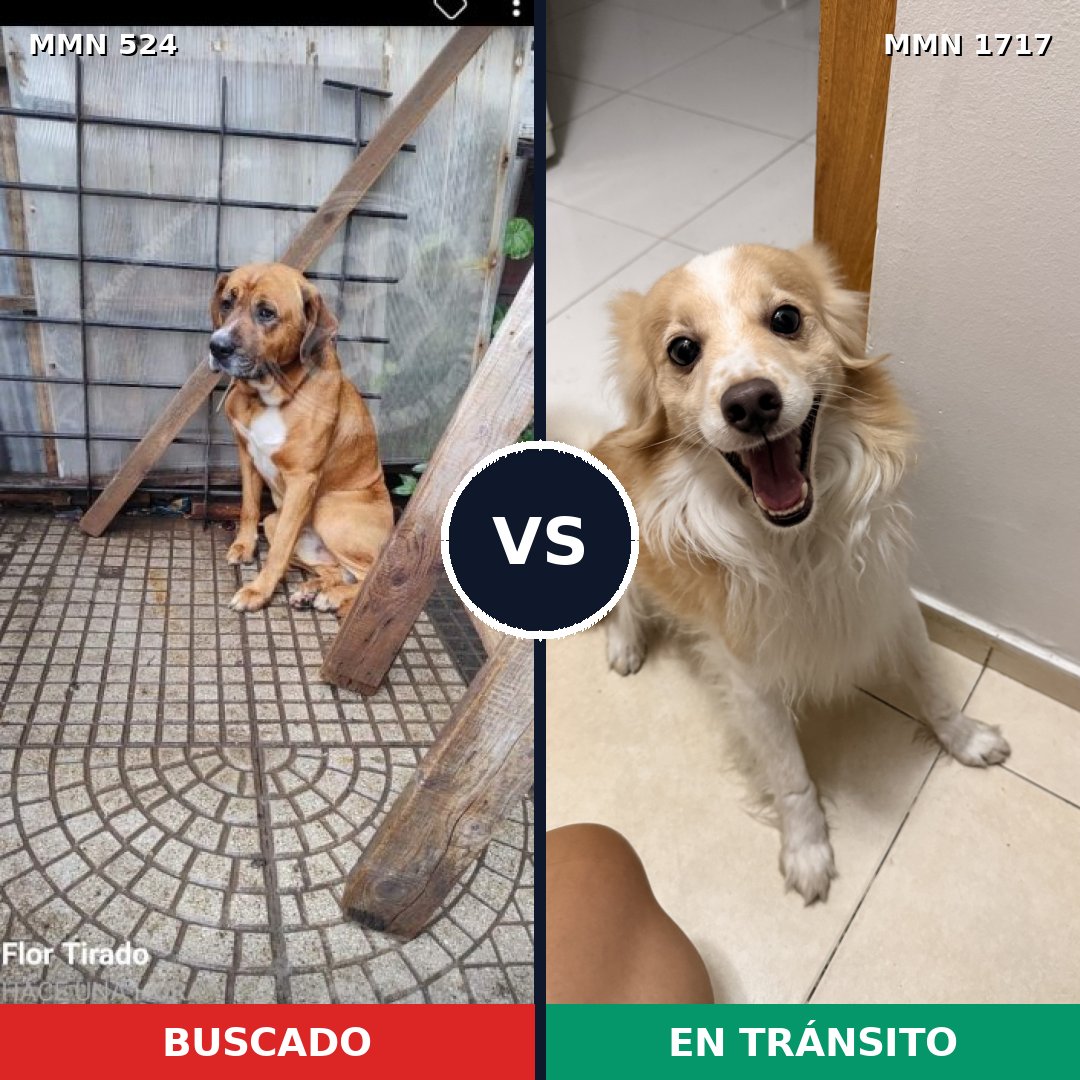 Comparativa MMS 38109: mascota perdida y mascota encontrada, 47% de similitud