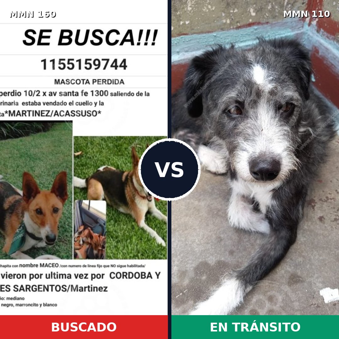 Comparativa MMS 3811: mascota perdida y mascota encontrada, 62% de similitud