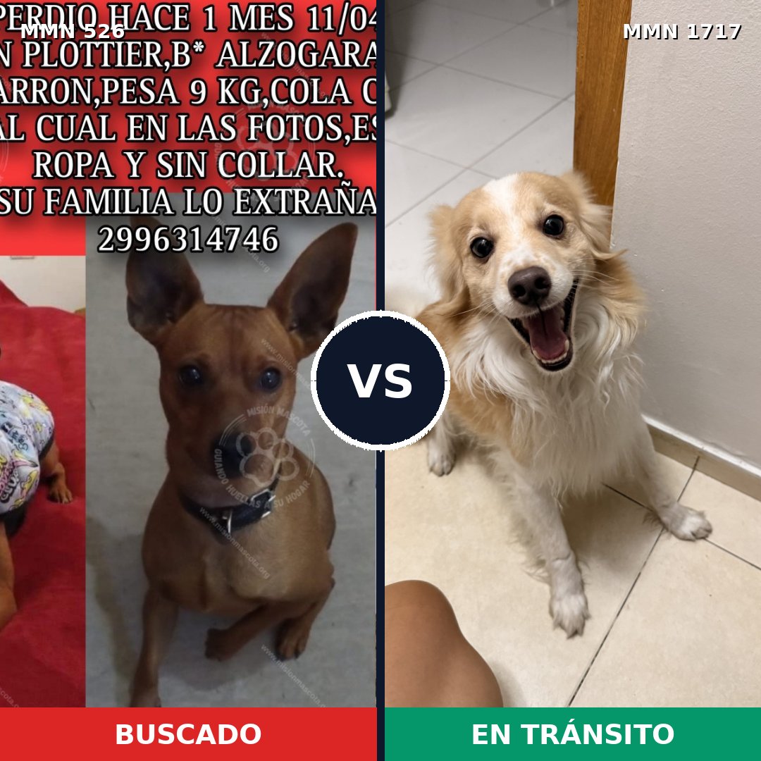 Comparativa MMS 38110: mascota perdida y mascota encontrada, 31% de similitud
