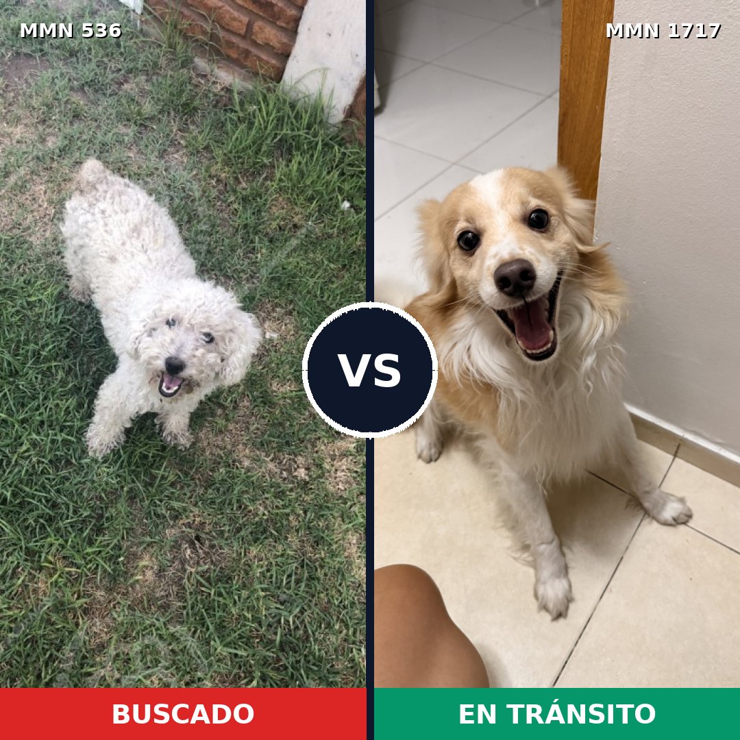 Comparativa MMS 38111: mascota perdida y mascota encontrada, 48% de similitud