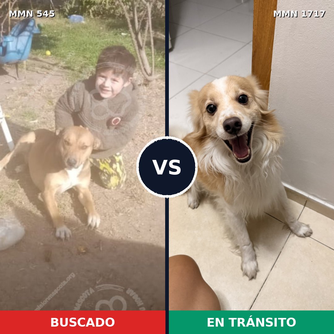 Comparativa MMS 38112: mascota perdida y mascota encontrada, 36% de similitud