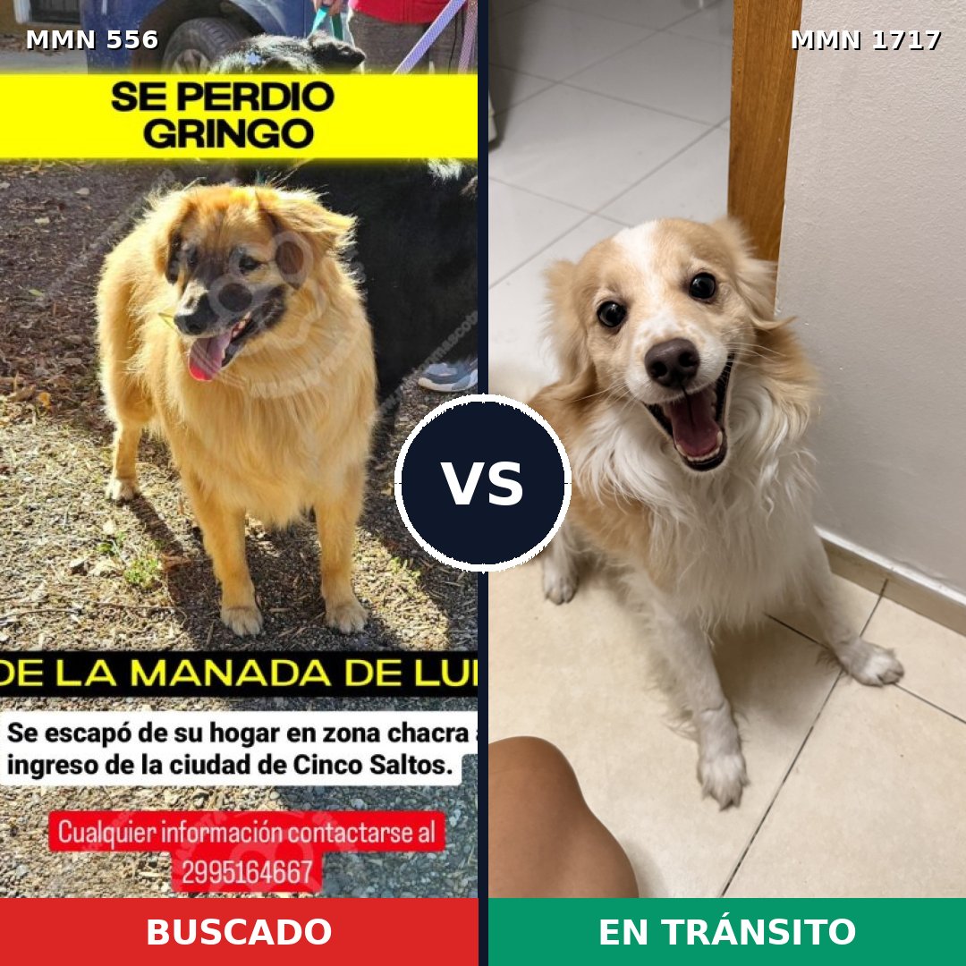 Comparativa MMS 38114: mascota perdida y mascota encontrada, 53% de similitud