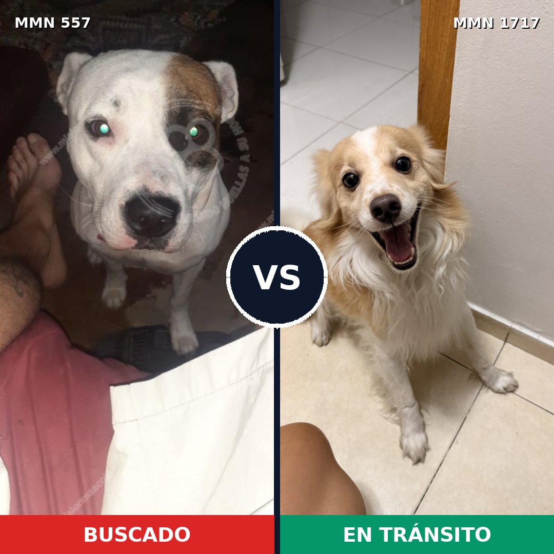 Comparativa MMS 38115: mascota perdida y mascota encontrada, 39% de similitud