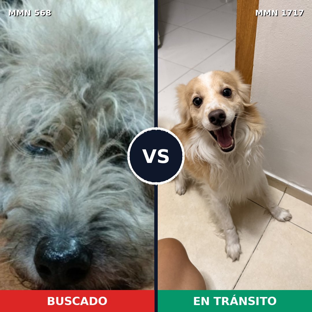 Comparativa MMS 38116: mascota perdida y mascota encontrada, 58% de similitud