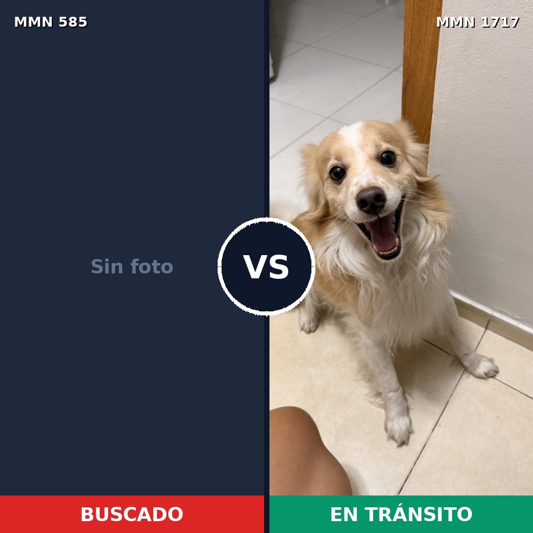 Comparativa MMS 38117: mascota perdida y mascota encontrada, 21% de similitud