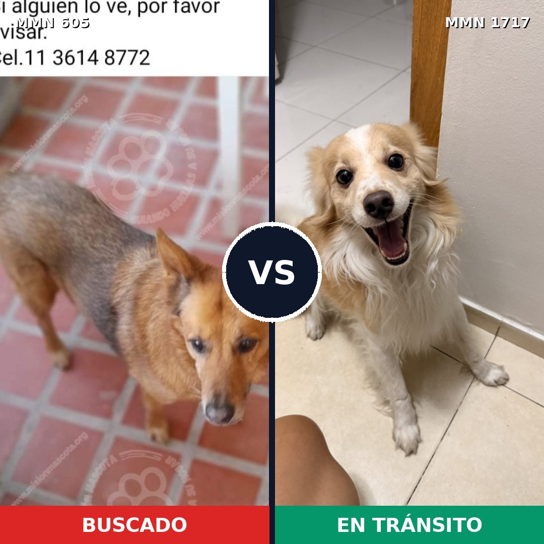 Comparativa MMS 38118: mascota perdida y mascota encontrada, 57% de similitud