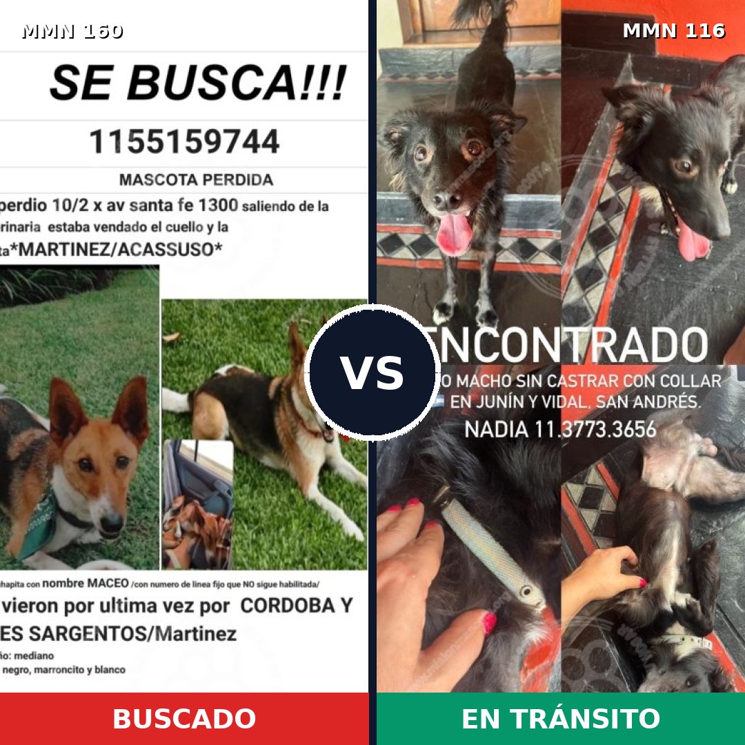 Comparativa MMS 3812: mascota perdida y mascota encontrada, 61% de similitud