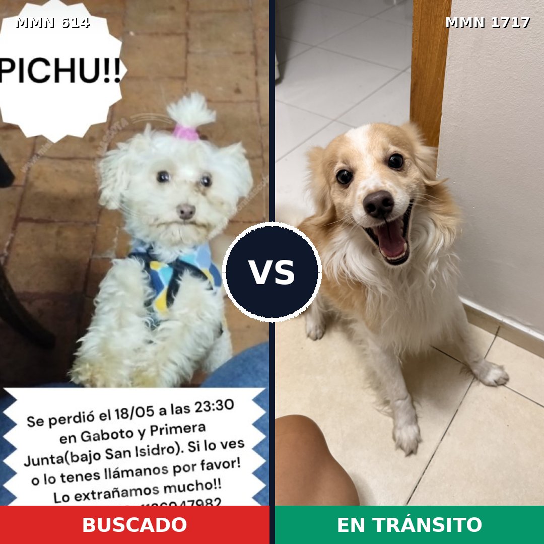Comparativa MMS 38121: mascota perdida y mascota encontrada, 46% de similitud