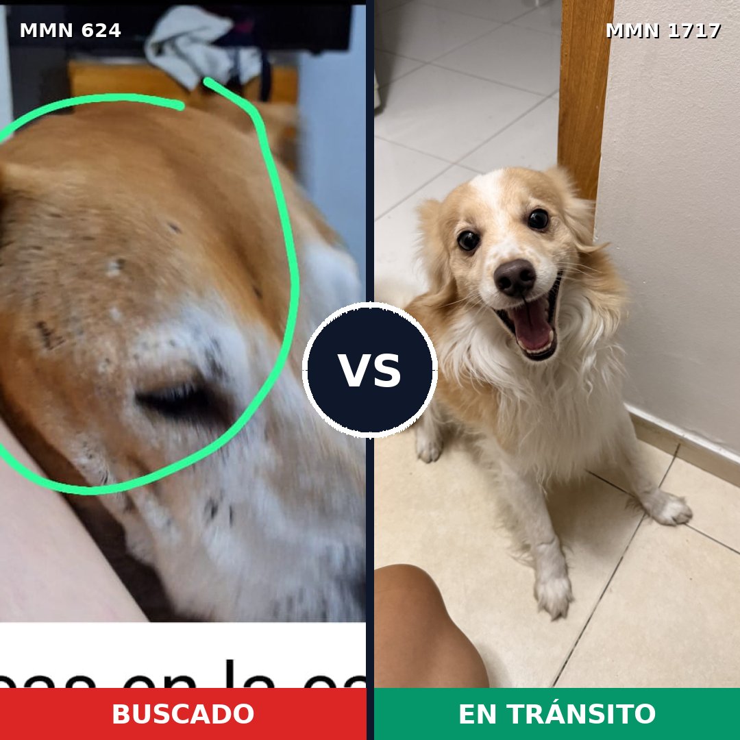 Comparativa MMS 38122: mascota perdida y mascota encontrada, 24% de similitud