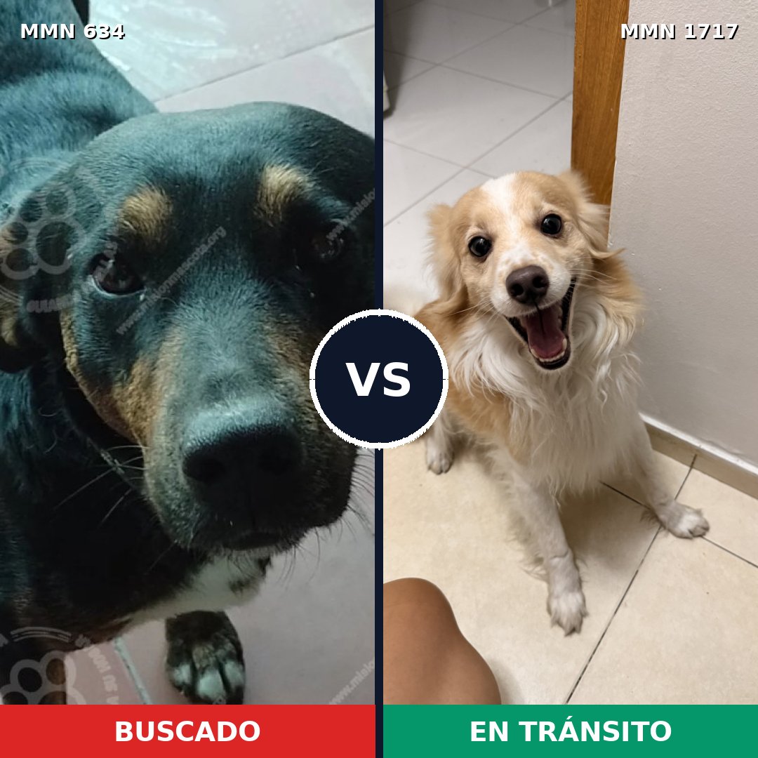Comparativa MMS 38123: mascota perdida y mascota encontrada, 53% de similitud