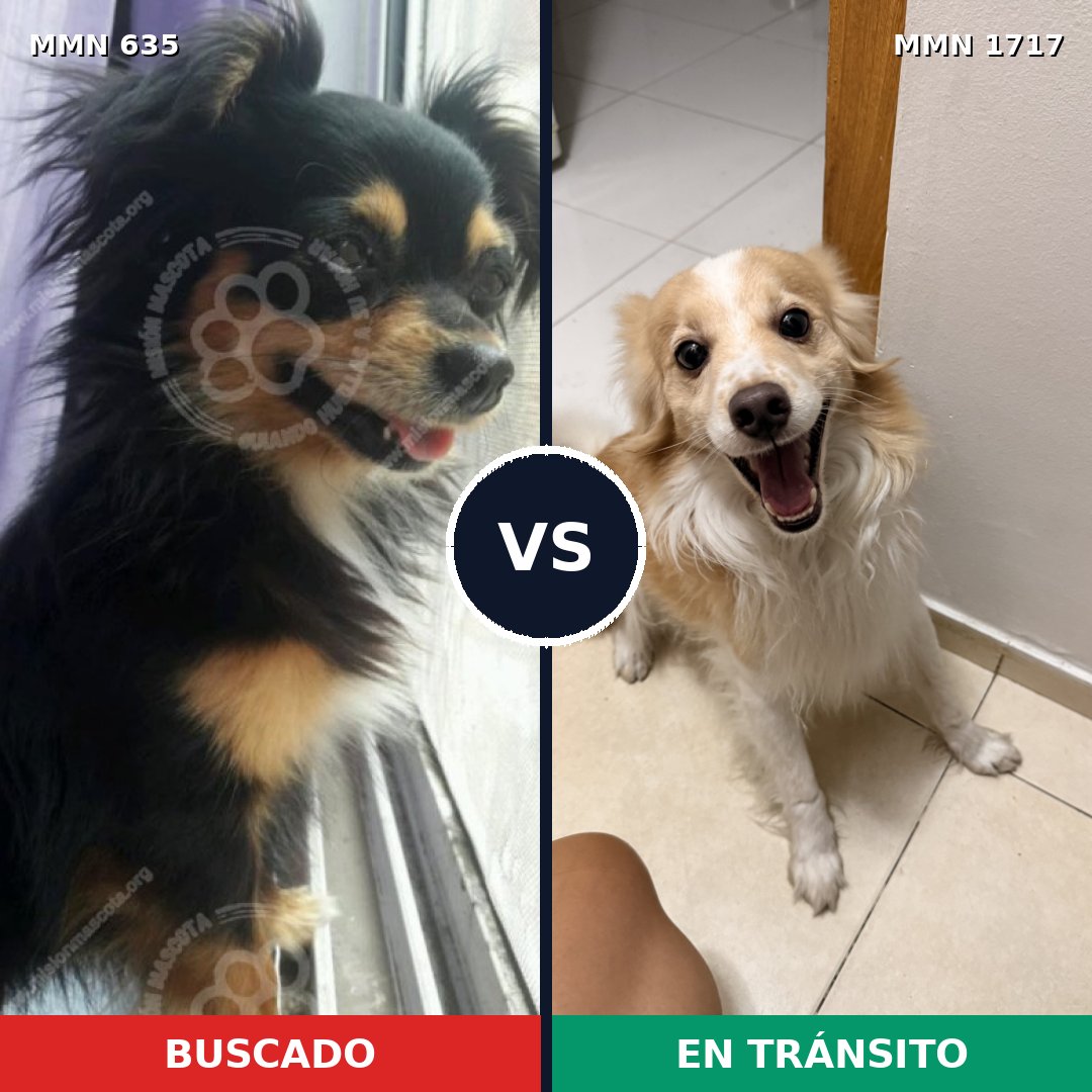 Comparativa MMS 38124: mascota perdida y mascota encontrada, 34% de similitud