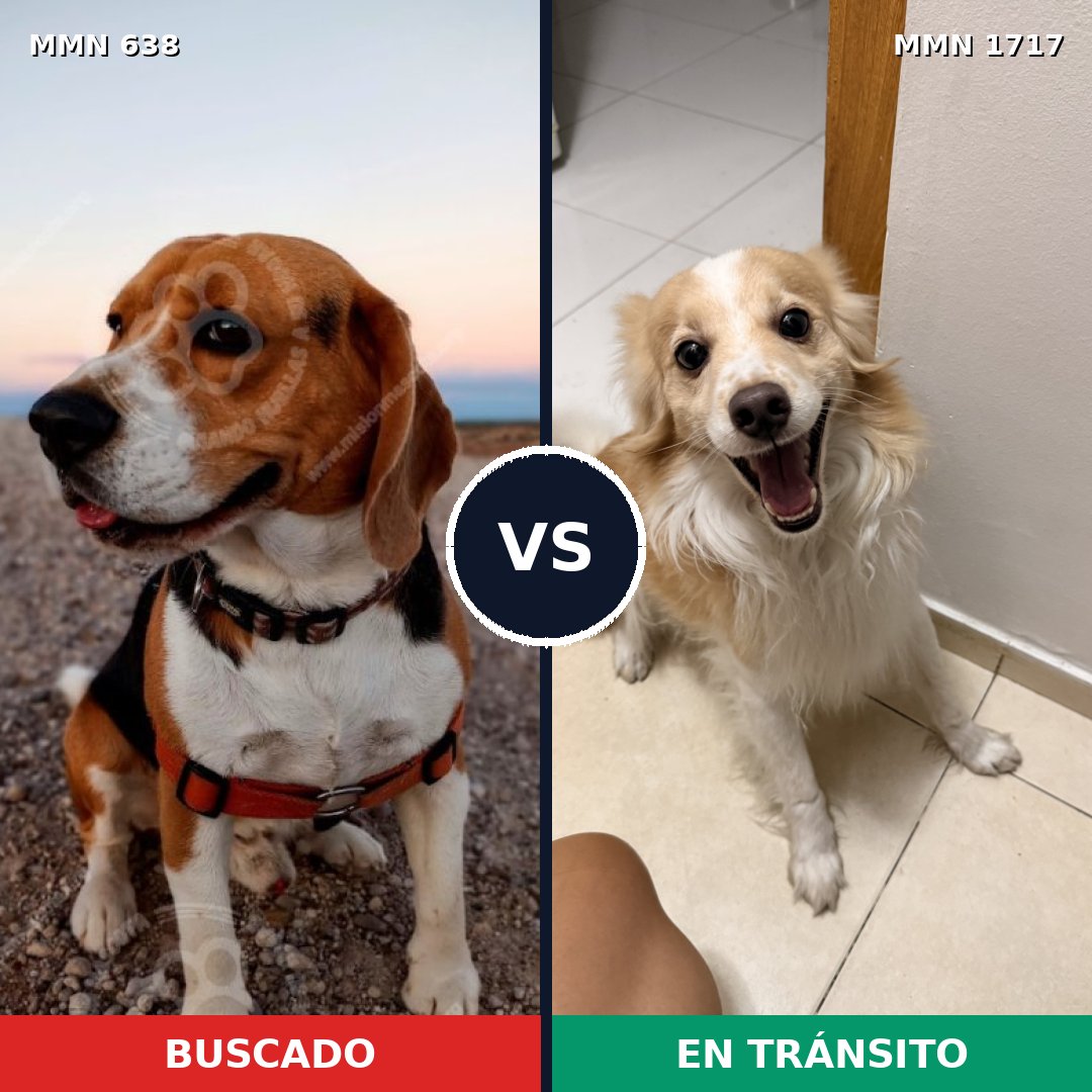Comparativa MMS 38125: mascota perdida y mascota encontrada, 36% de similitud