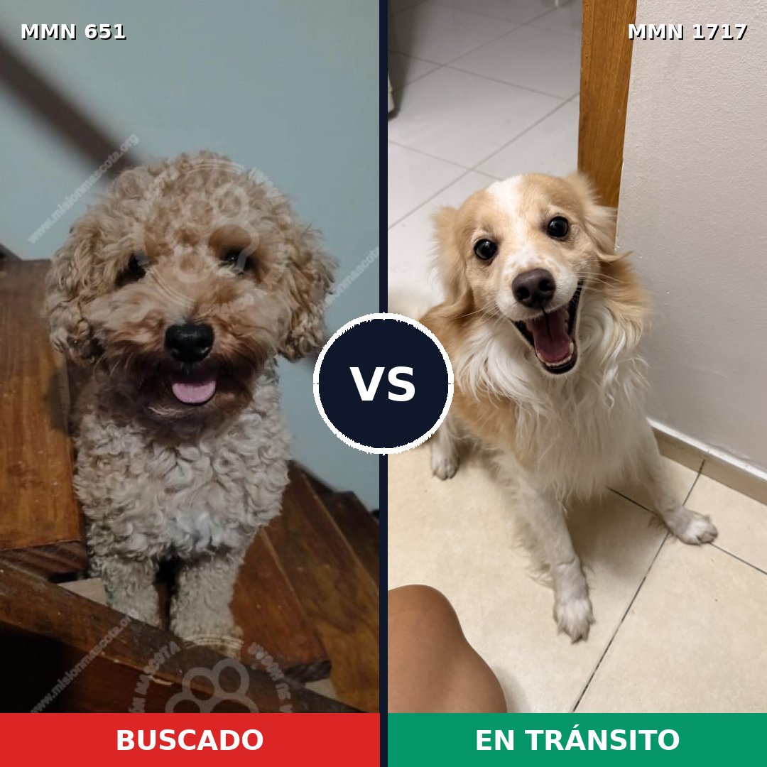 Comparativa MMS 38127: mascota perdida y mascota encontrada, 41% de similitud