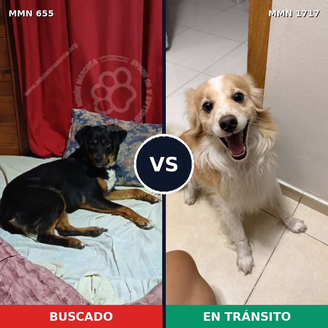 Comparativa MMS 38129: mascota perdida y mascota encontrada, 33% de similitud