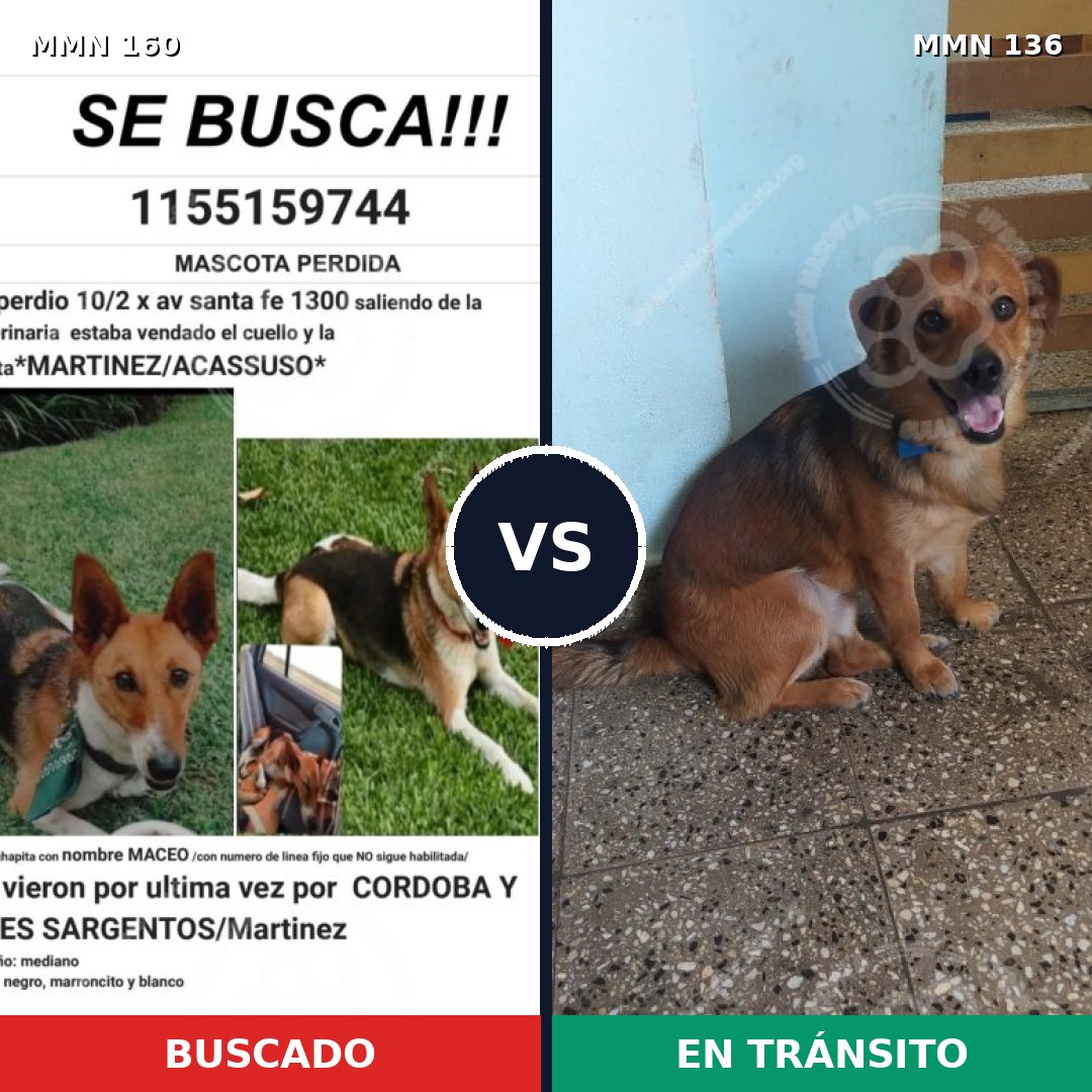 Comparativa MMS 3813: mascota perdida y mascota encontrada, 61% de similitud