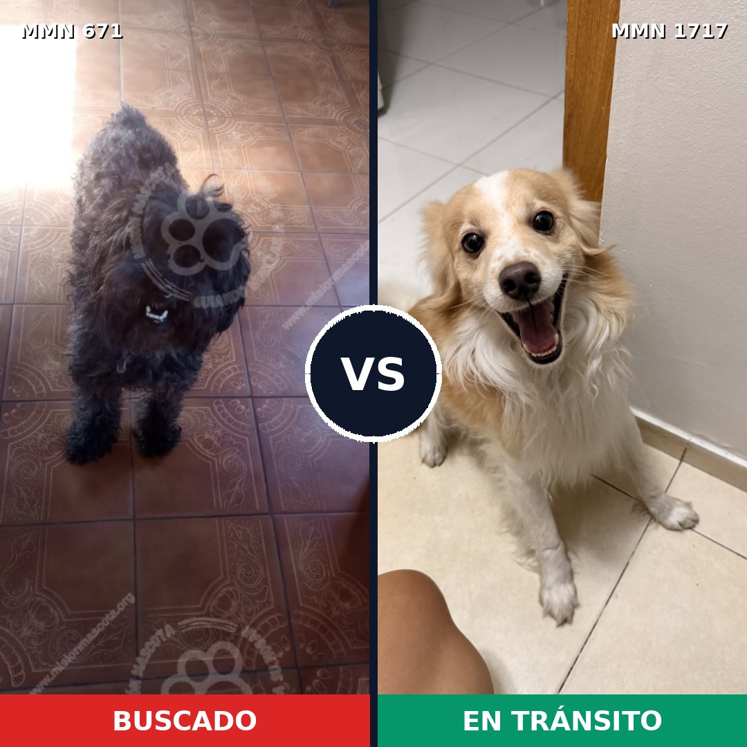 Comparativa MMS 38130: mascota perdida y mascota encontrada, 43% de similitud