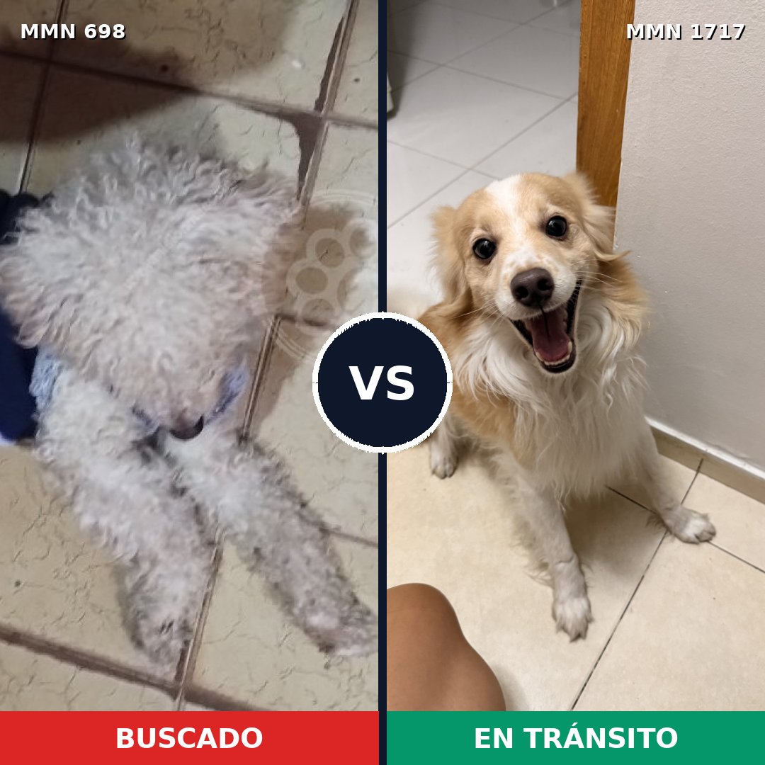 Comparativa MMS 38132: mascota perdida y mascota encontrada, 53% de similitud