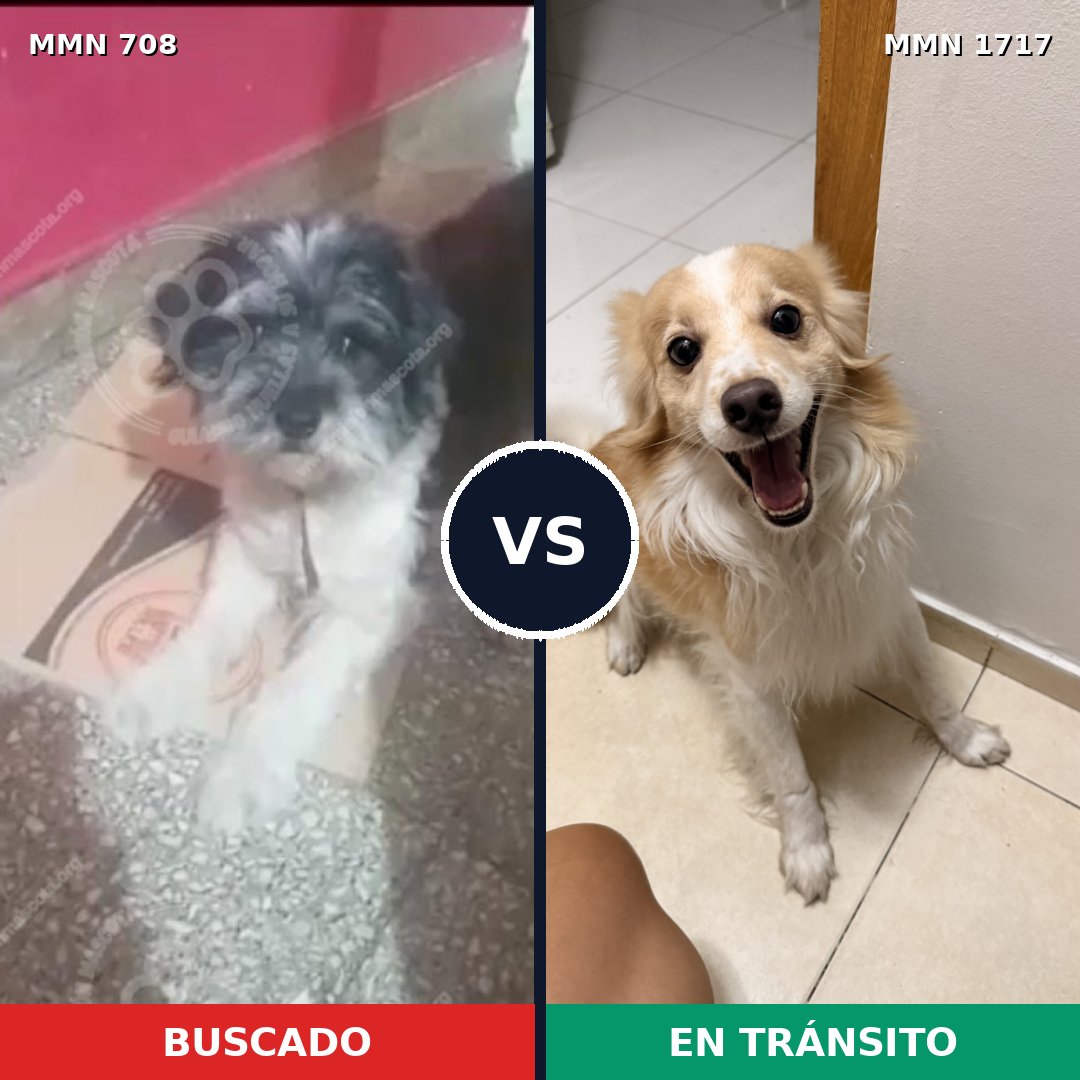 Comparativa MMS 38133: mascota perdida y mascota encontrada, 47% de similitud