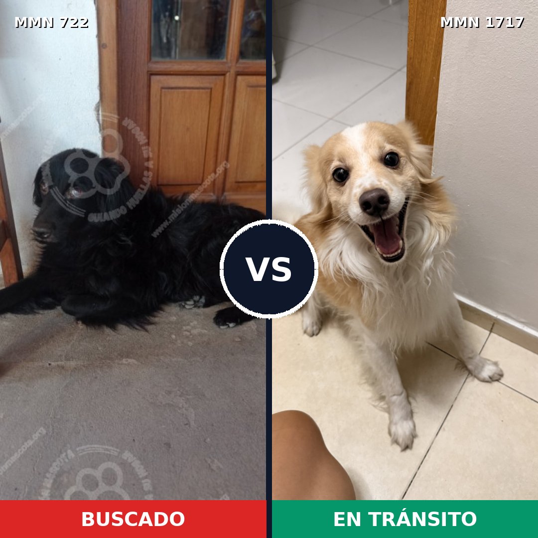 Comparativa MMS 38135: mascota perdida y mascota encontrada, 30% de similitud