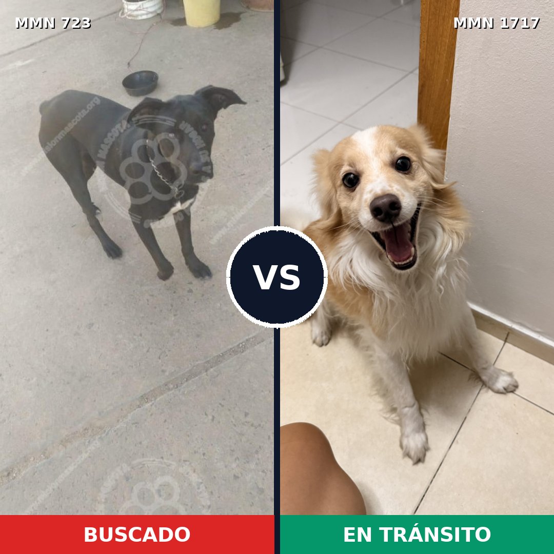 Comparativa MMS 38136: mascota perdida y mascota encontrada, 41% de similitud