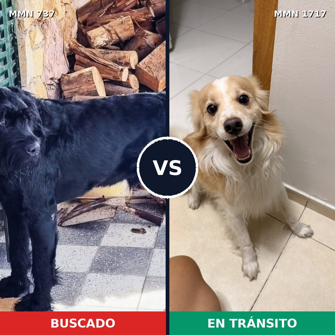 Comparativa MMS 38137: mascota perdida y mascota encontrada, 29% de similitud