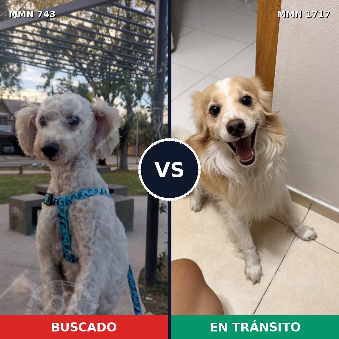 Comparativa MMS 38139: mascota perdida y mascota encontrada, 42% de similitud