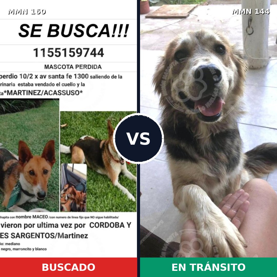 Comparativa MMS 3814: mascota perdida y mascota encontrada, 48% de similitud