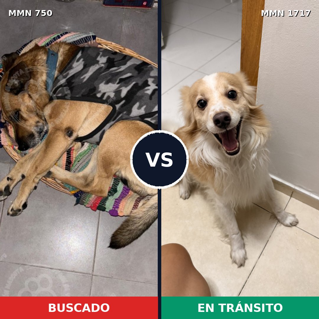 Comparativa MMS 38140: mascota perdida y mascota encontrada, 55% de similitud