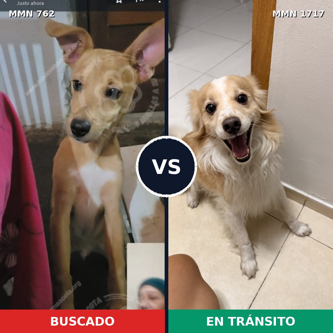 Comparativa MMS 38141: mascota perdida y mascota encontrada, 62% de similitud