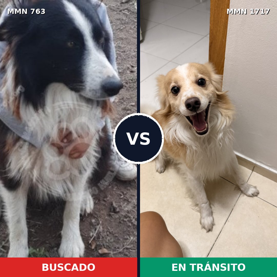 Comparativa MMS 38142: mascota perdida y mascota encontrada, 29% de similitud