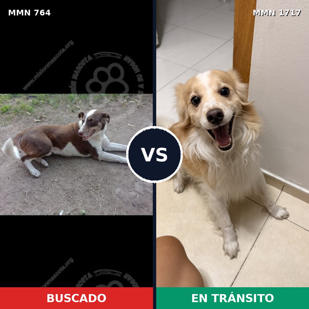 Comparativa MMS 38143: mascota perdida y mascota encontrada, 27% de similitud