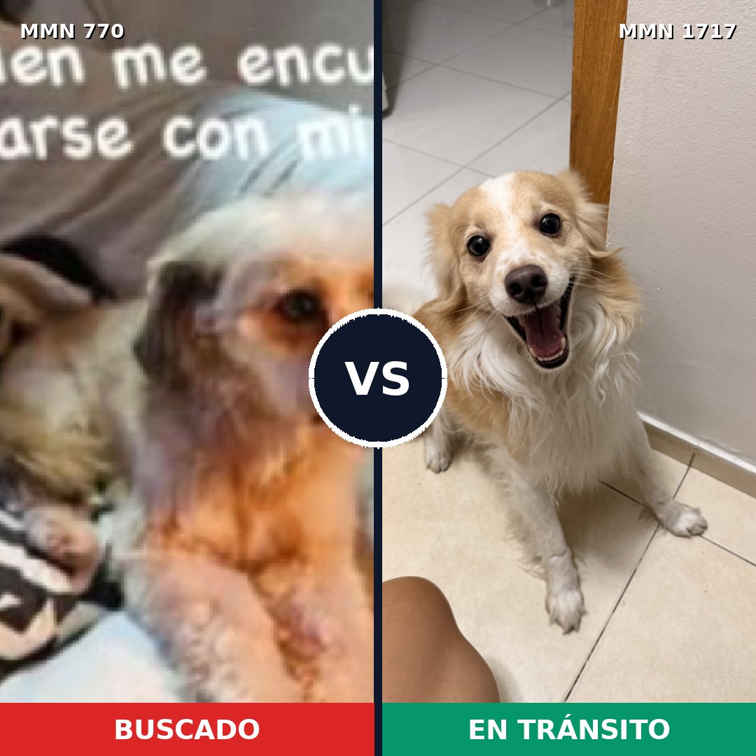 Comparativa MMS 38144: mascota perdida y mascota encontrada, 77% de similitud