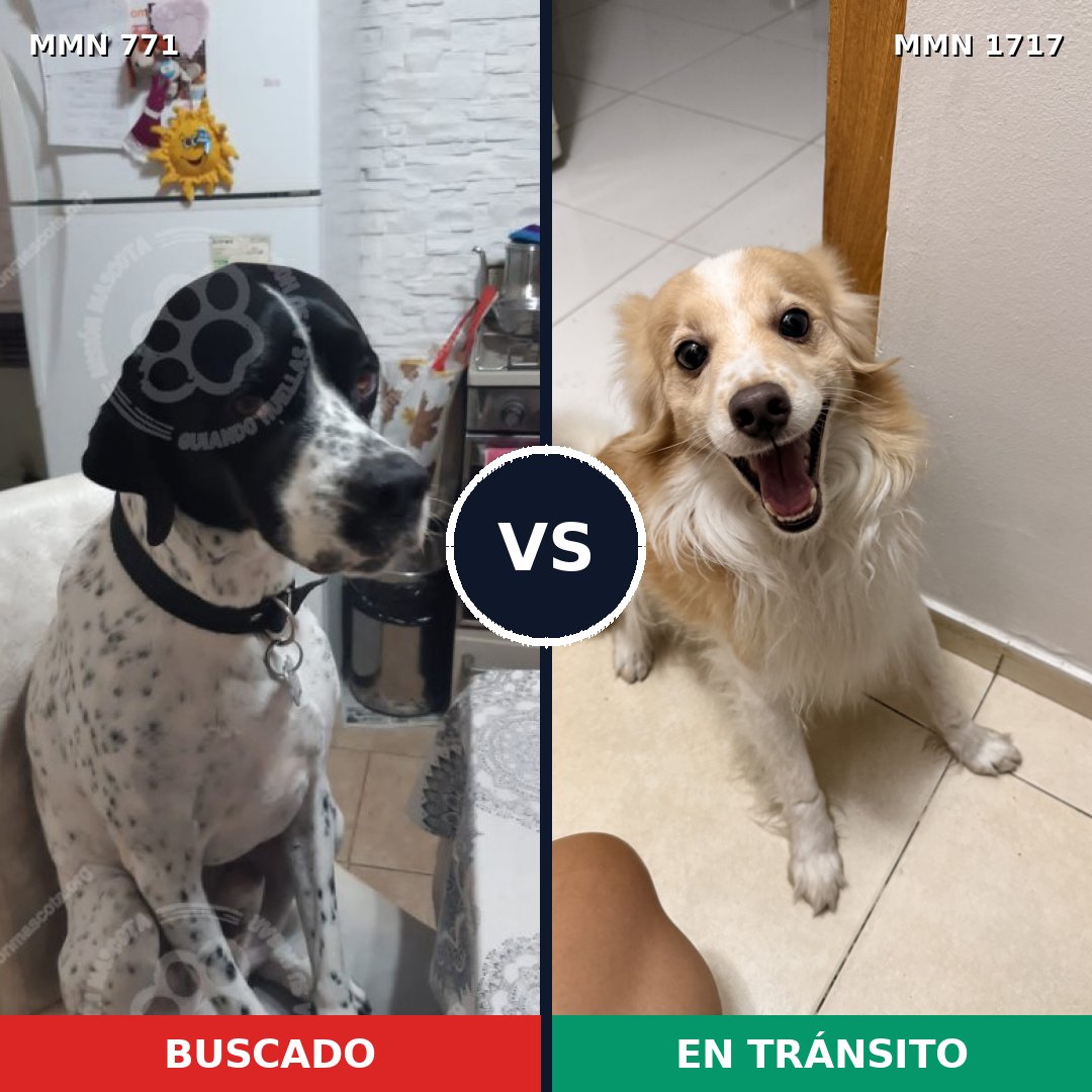 Comparativa MMS 38145: mascota perdida y mascota encontrada, 32% de similitud