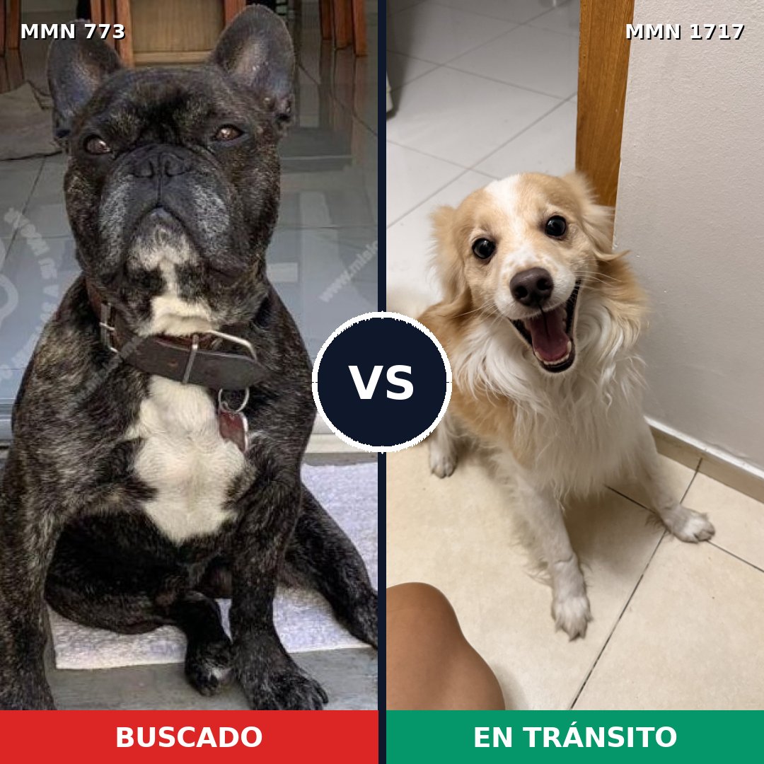 Comparativa MMS 38146: mascota perdida y mascota encontrada, 31% de similitud