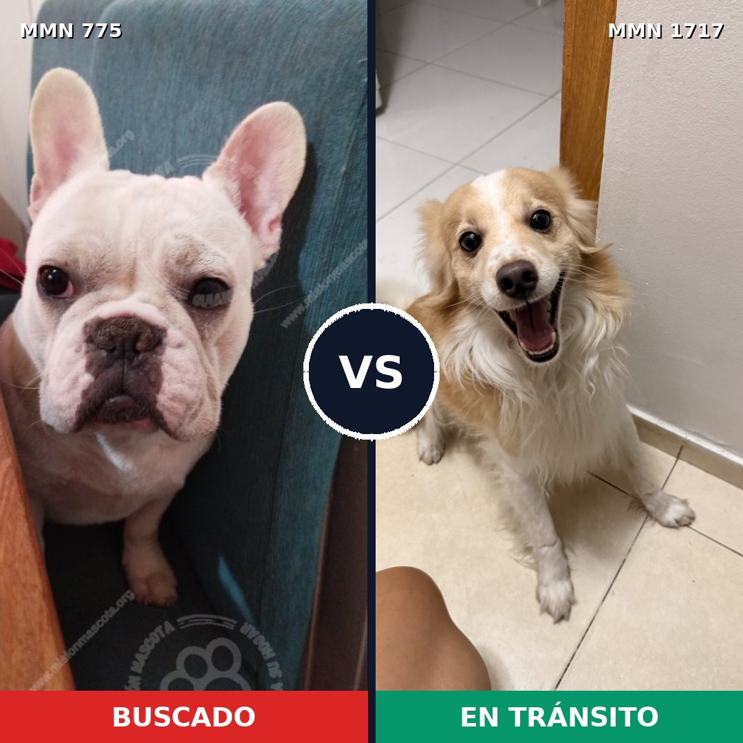 Comparativa MMS 38147: mascota perdida y mascota encontrada, 42% de similitud