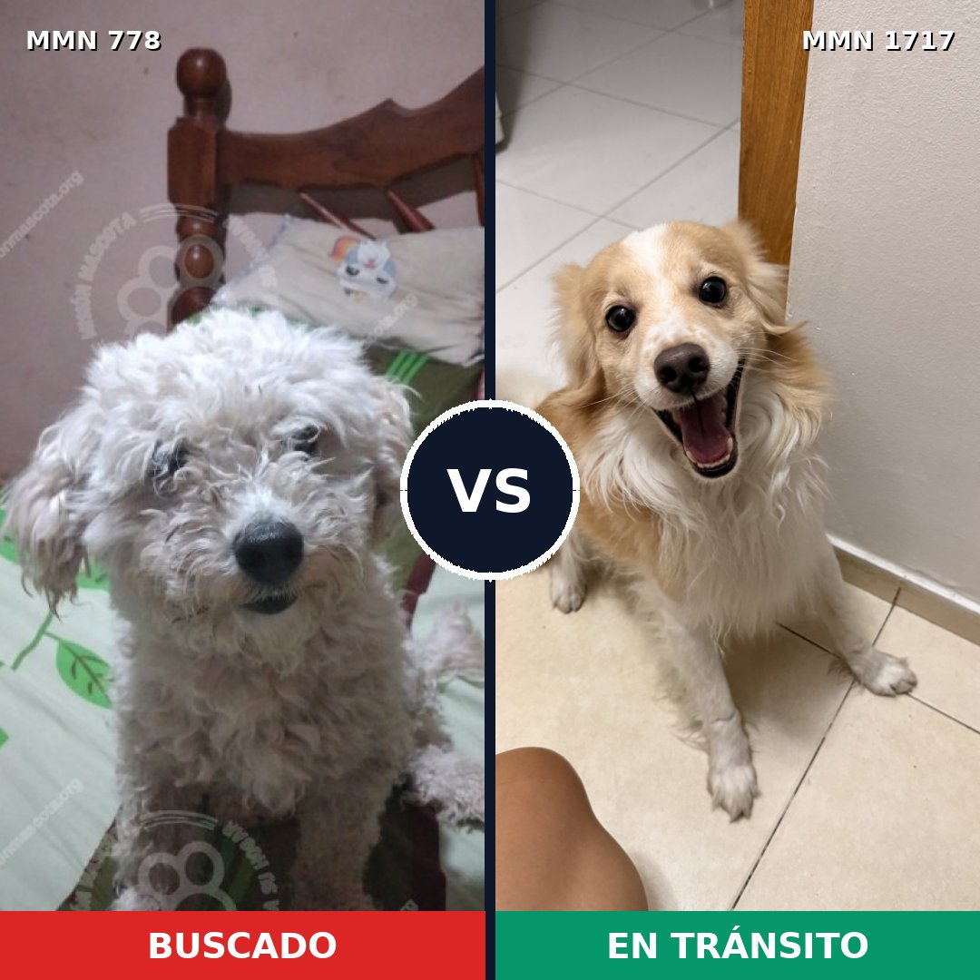 Comparativa MMS 38148: mascota perdida y mascota encontrada, 32% de similitud