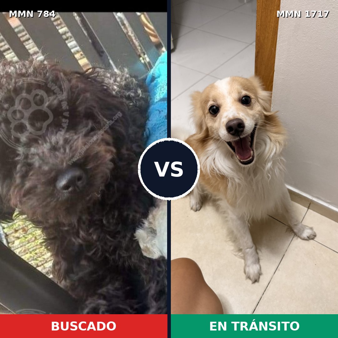 Comparativa MMS 38149: mascota perdida y mascota encontrada, 42% de similitud