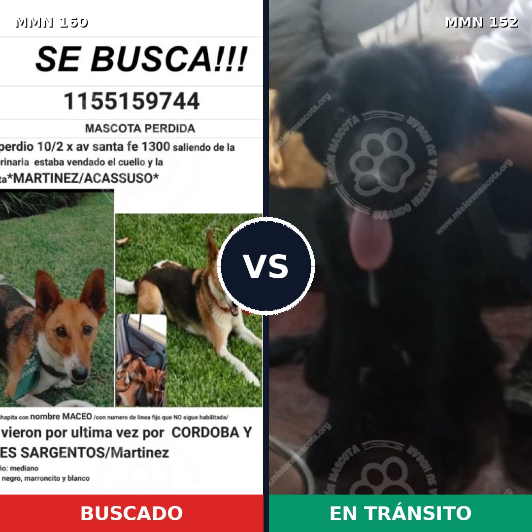 Comparativa MMS 3815: mascota perdida y mascota encontrada, 61% de similitud