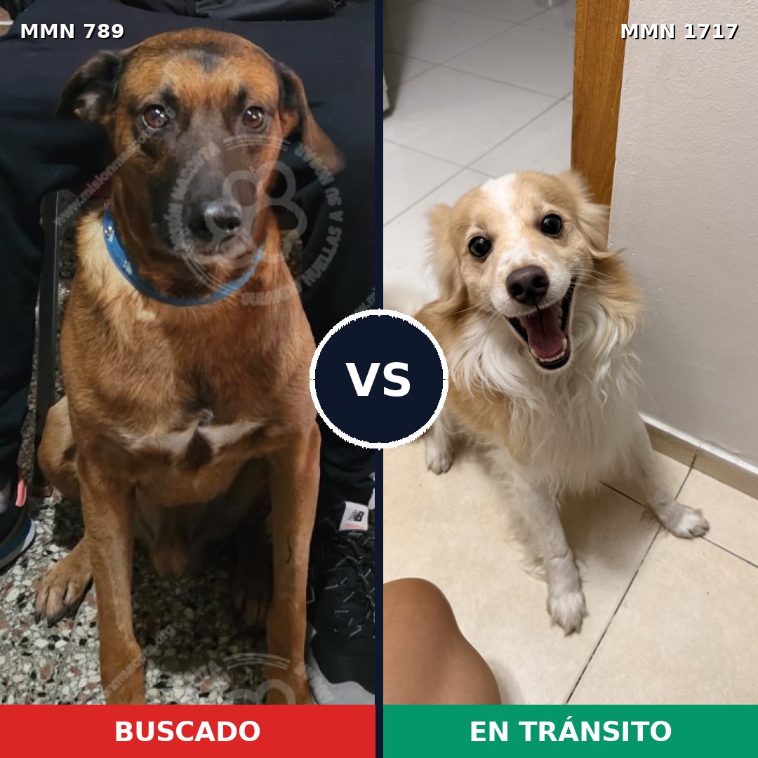 Comparativa MMS 38150: mascota perdida y mascota encontrada, 52% de similitud