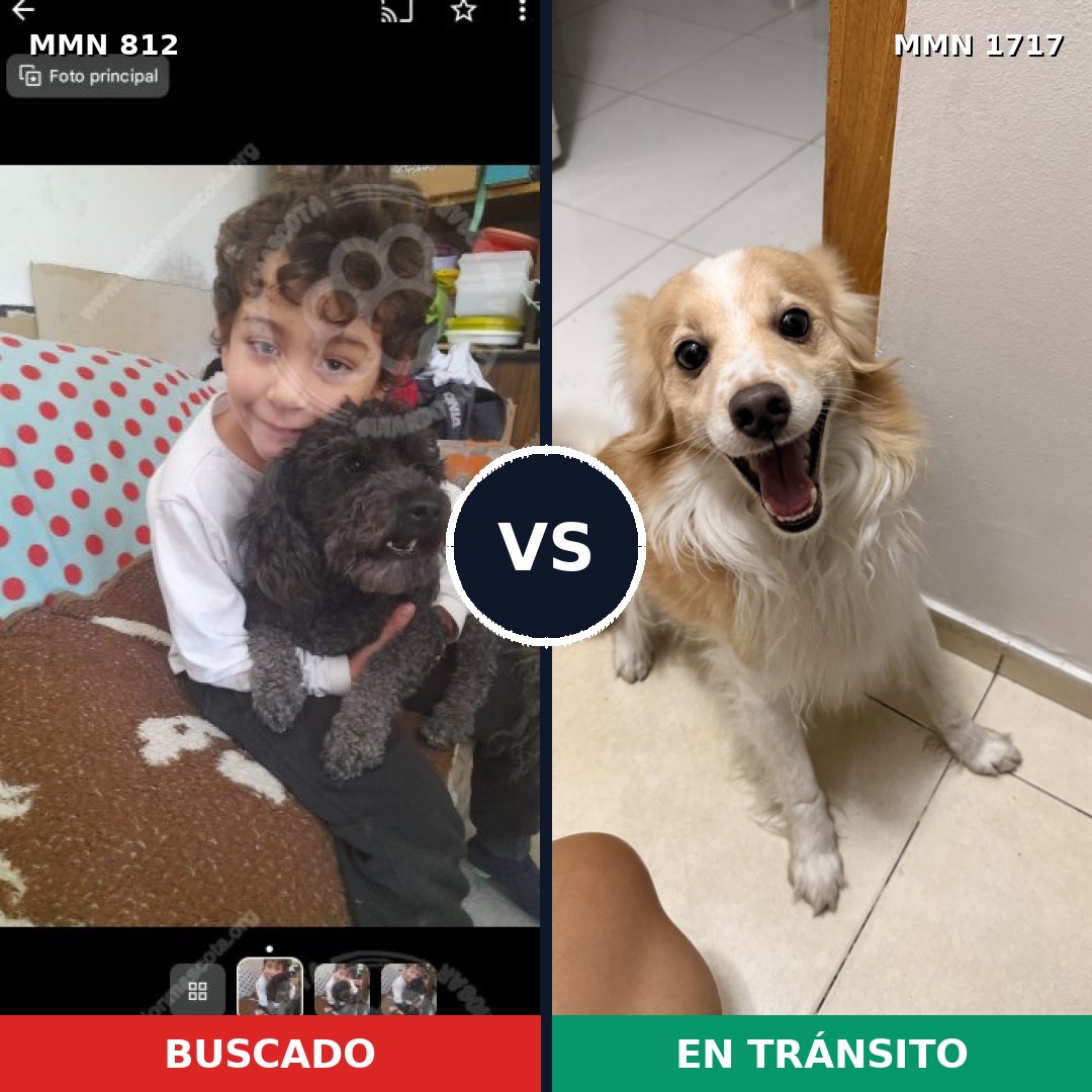 Comparativa MMS 38152: mascota perdida y mascota encontrada, 34% de similitud