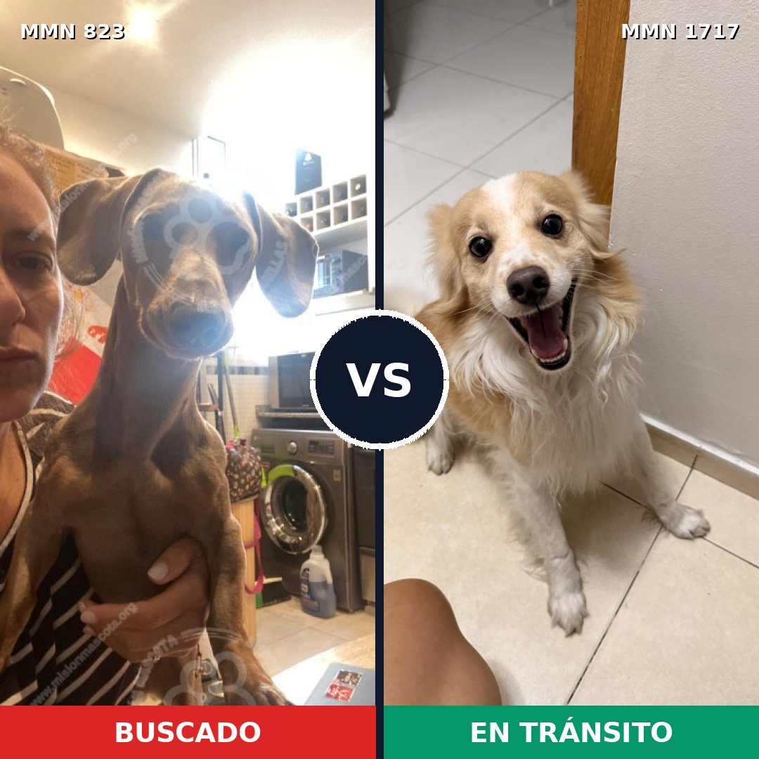 Comparativa MMS 38154: mascota perdida y mascota encontrada, 36% de similitud