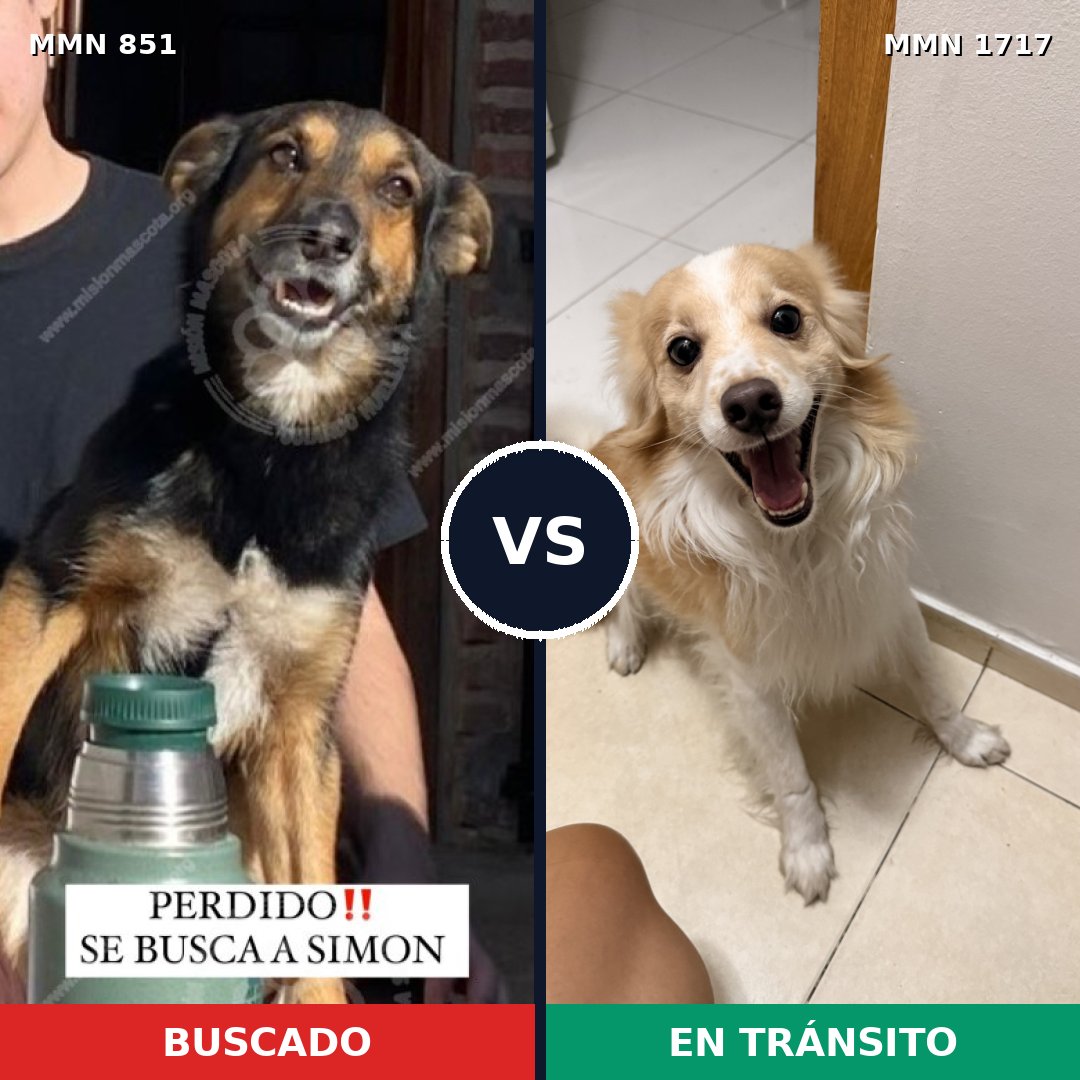 Comparativa MMS 38156: mascota perdida y mascota encontrada, 55% de similitud